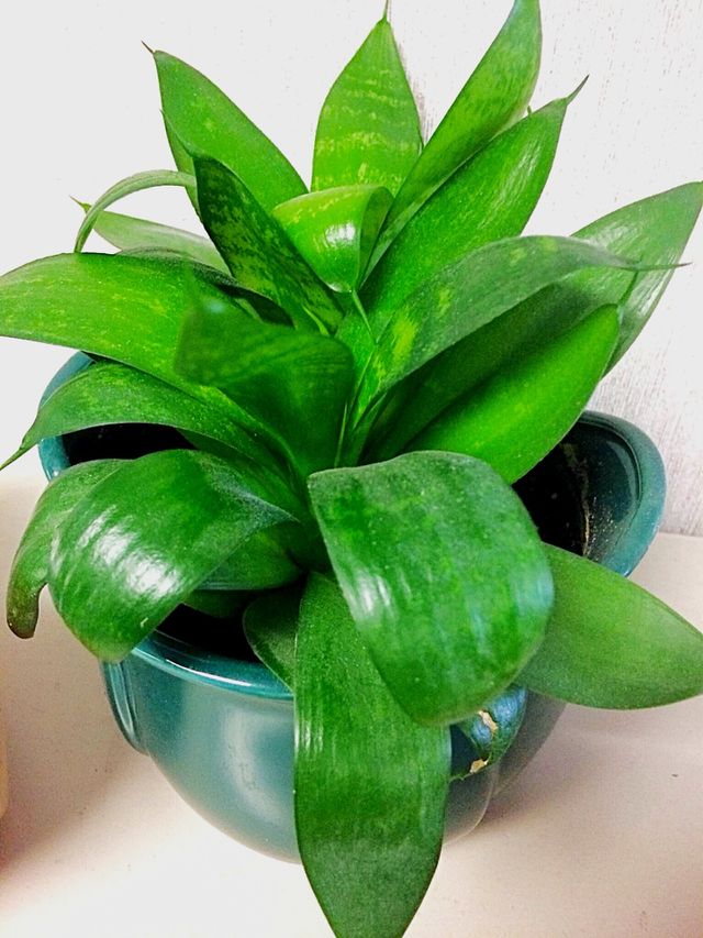 House plants 

