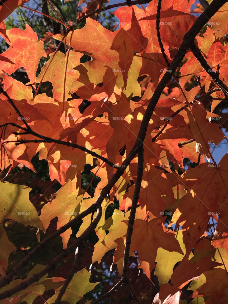 Fall leaves on a branch illuminated by the sun show their texture and brilliant colors of red, orange, yellow and gold. 