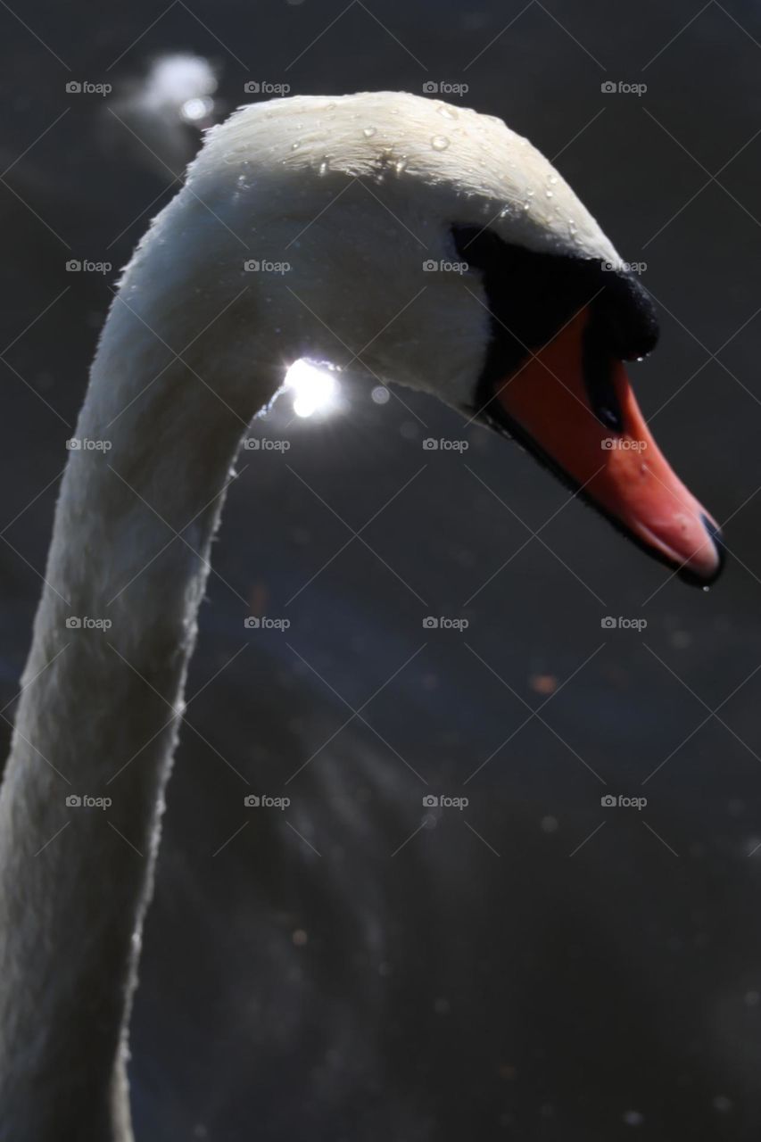 Swan head