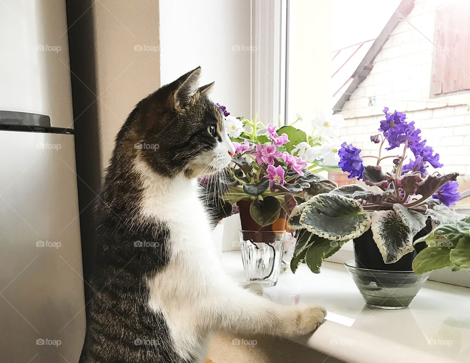 Cute cat checking the house plants on the window in the kitchen 