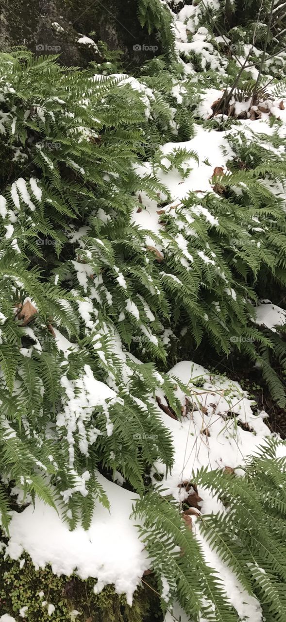 Snow fern

