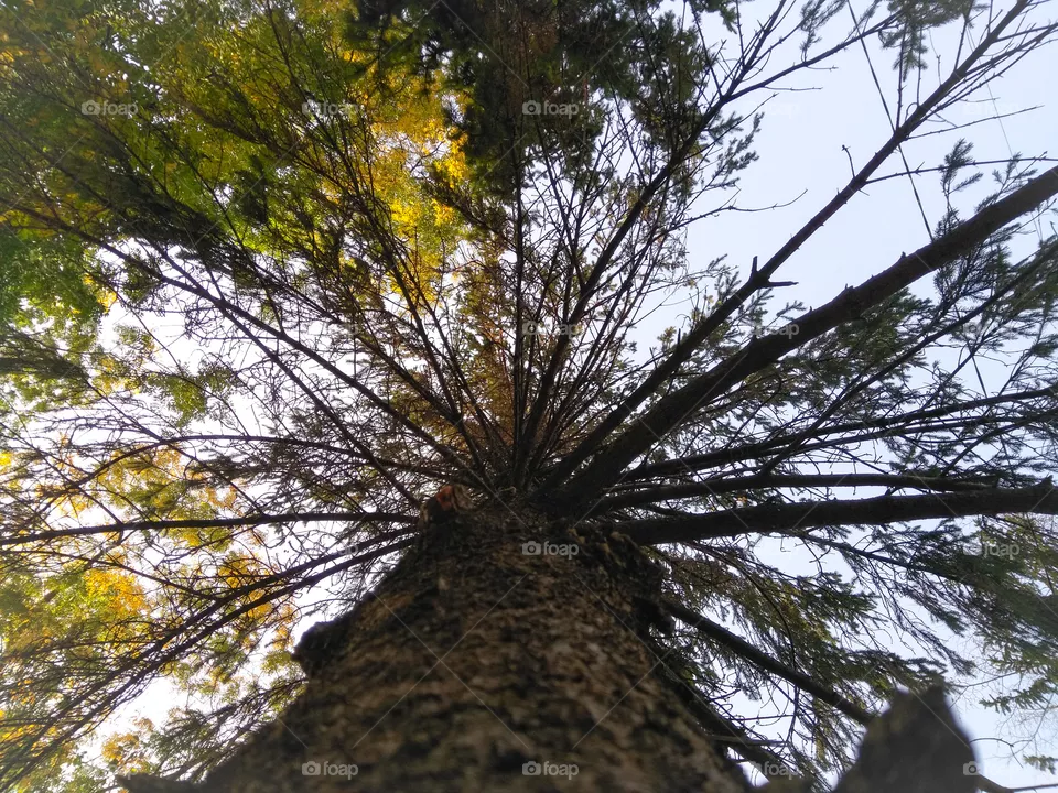 giant