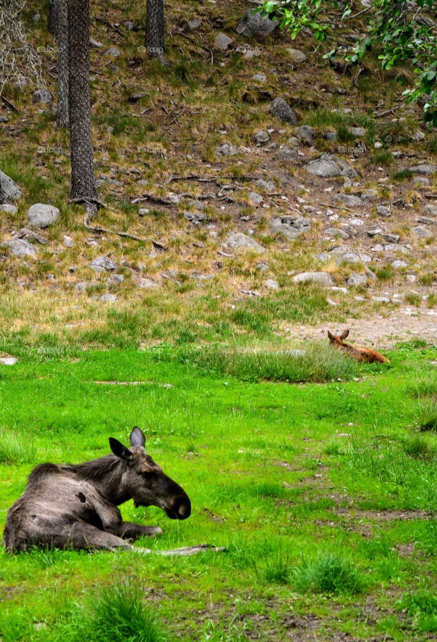 moose cow with calf