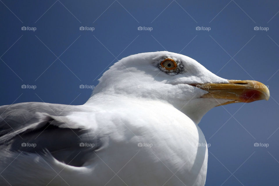 ocean closeup bird seagull by dryair