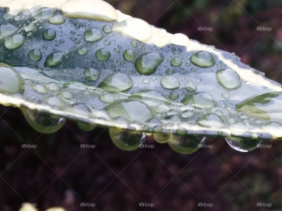 droplets hanging from a leaf