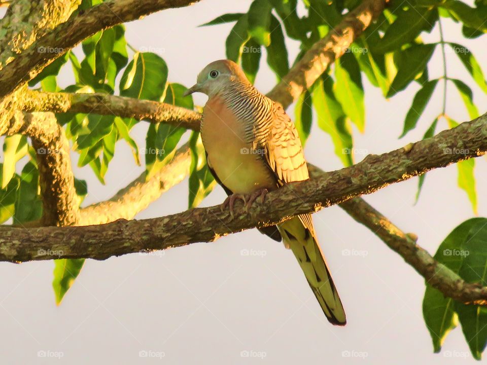 common bird with nice shot of sunset time