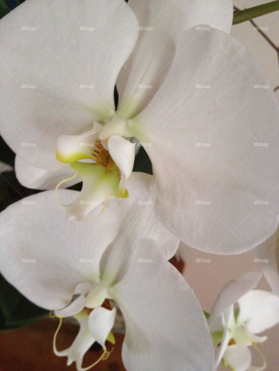 nature flower white orange by lmoss