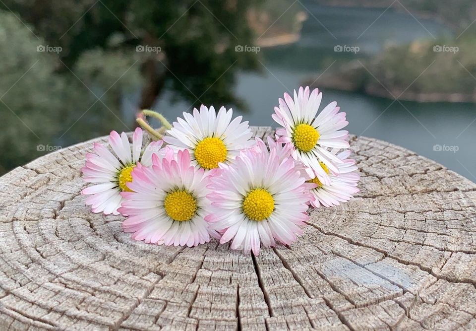 Daisies placed on top of a wooden post, in a rural setting