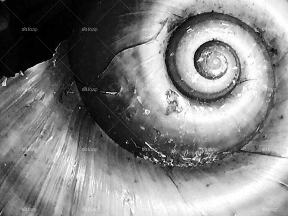 Close up of a snail shell showing the spirals in black and white