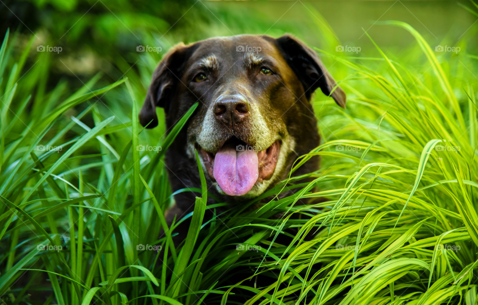 Jungle dog