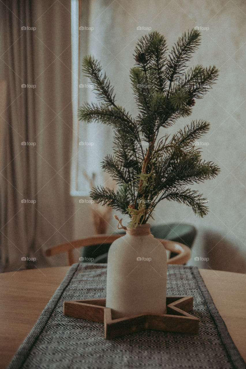 Pine in a pot on table