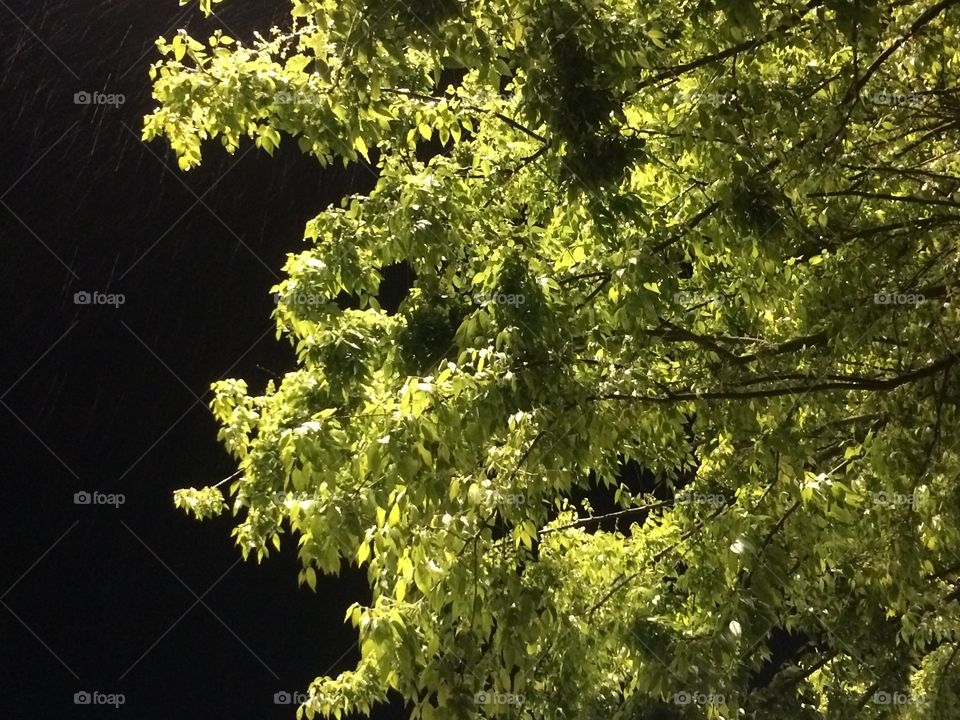 Night branches