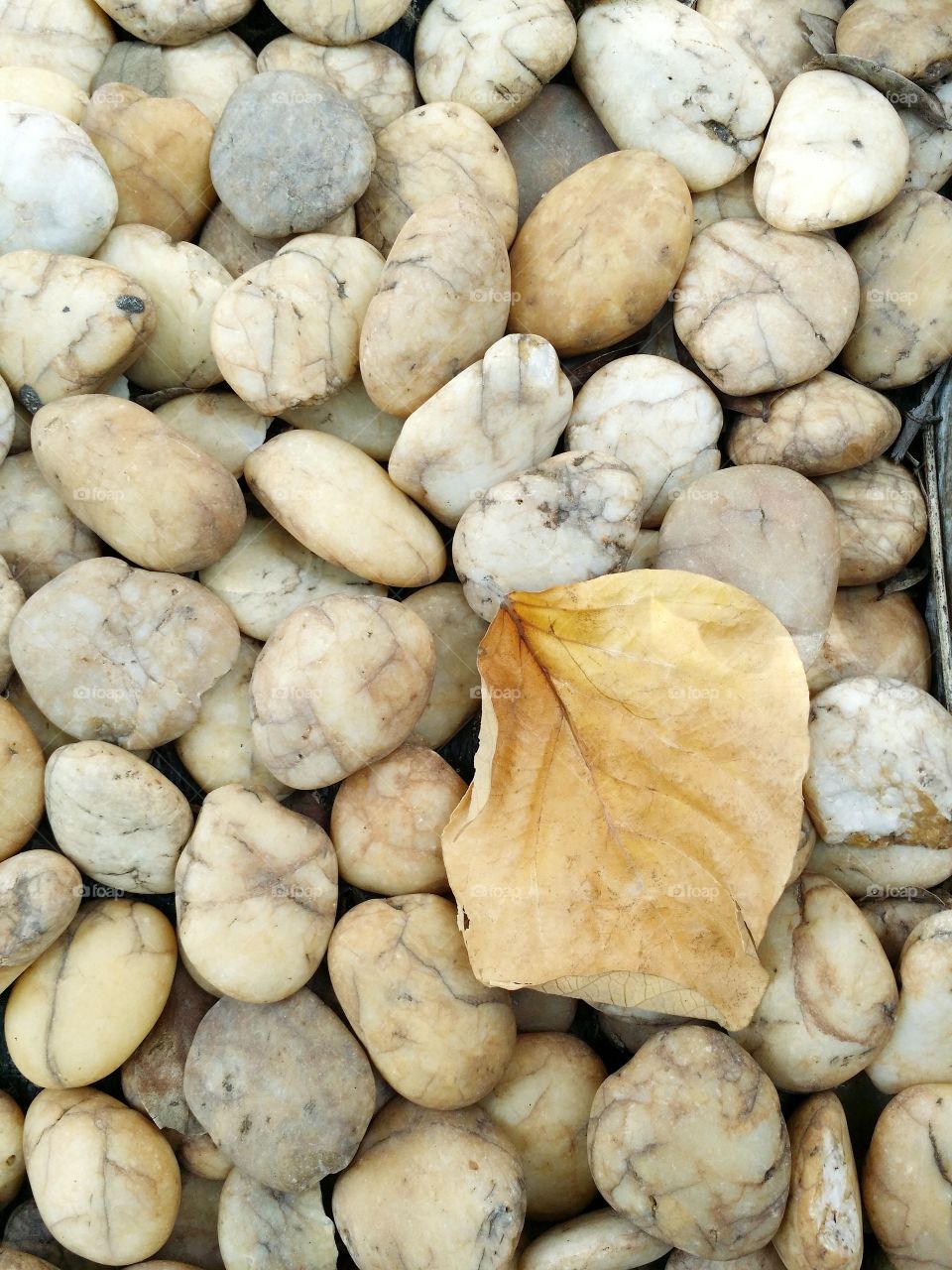 Dry leaves on the pebbles.