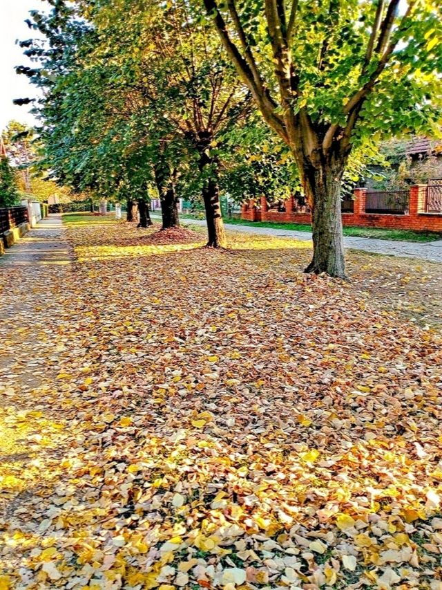 A carpet of leaves