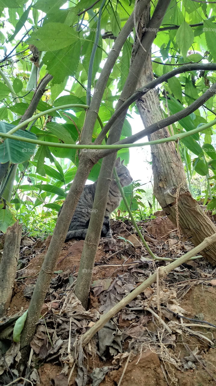 MAČKA, skrita, strašljiva v matu med podružnicami.