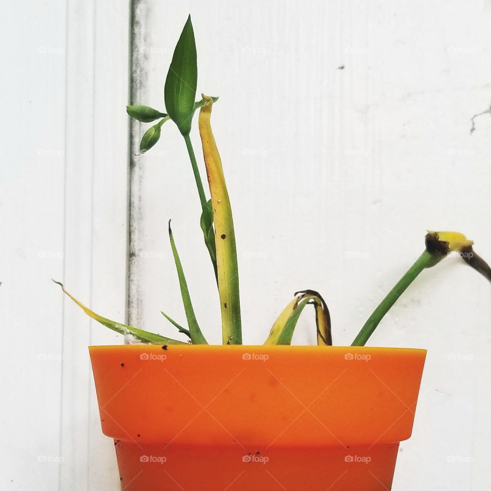 Potted plant on flower pot