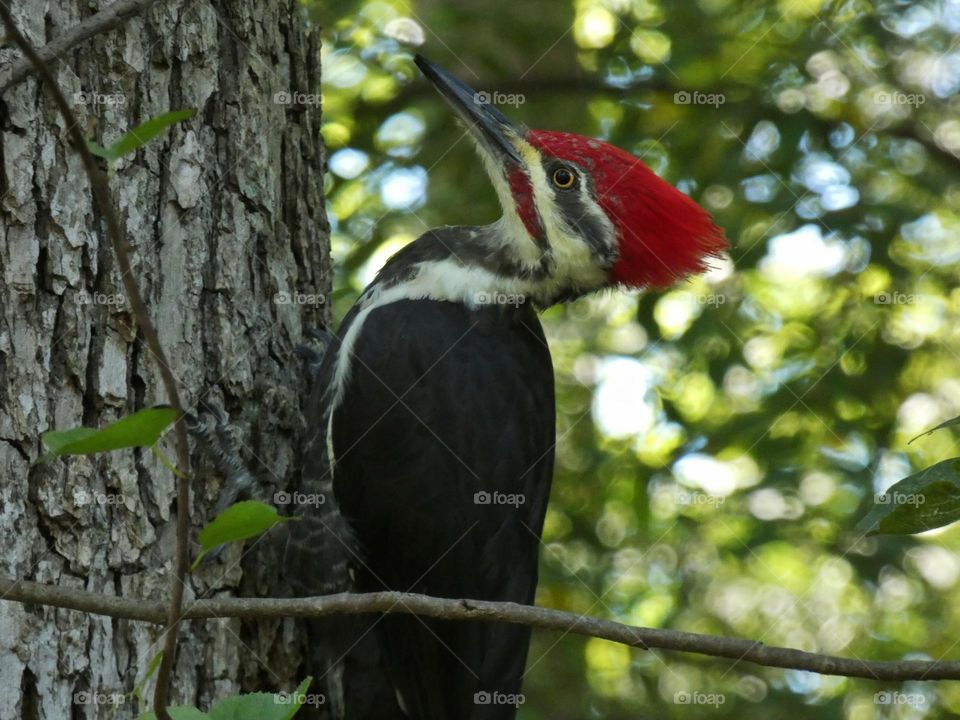 woodpecker