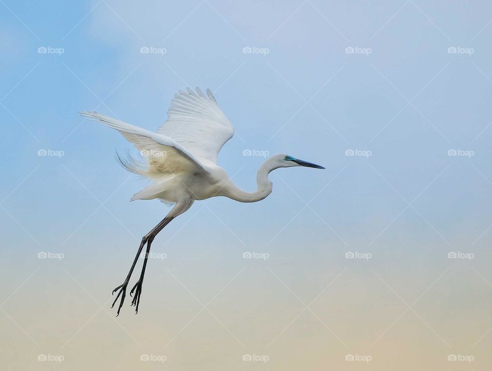 flying heron