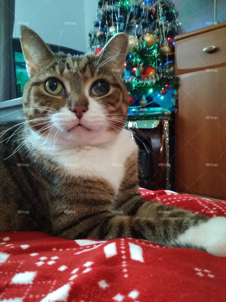 Her name is Kicia and she enjoys to lay near Christmas tree or even under it.