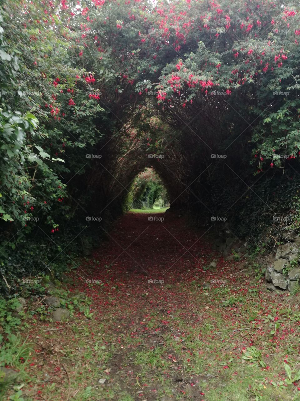Secret Garden, Ireland