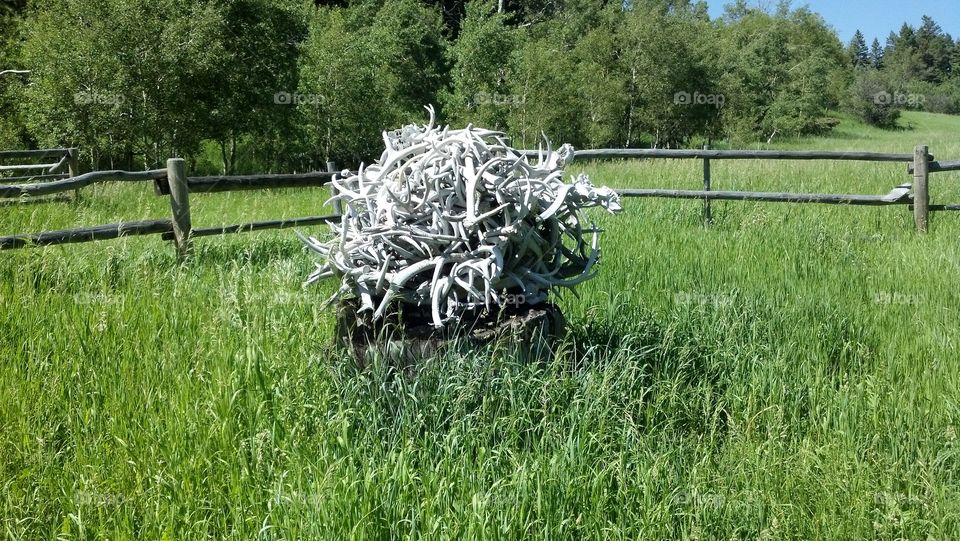 antler pile. life on the Ranch