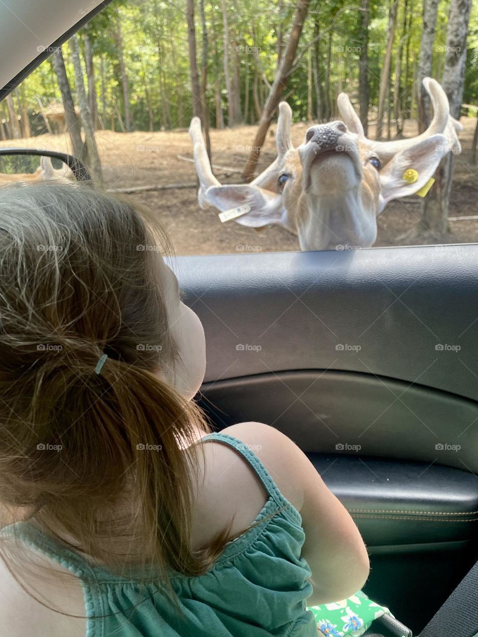 Oh hello there. Pet me please!