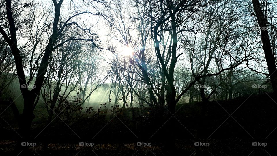 The forests of Ajabshir-East Azerbaijan-Iran