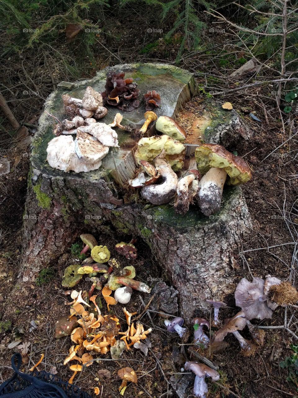 Mushroom bounty in the Czech republic