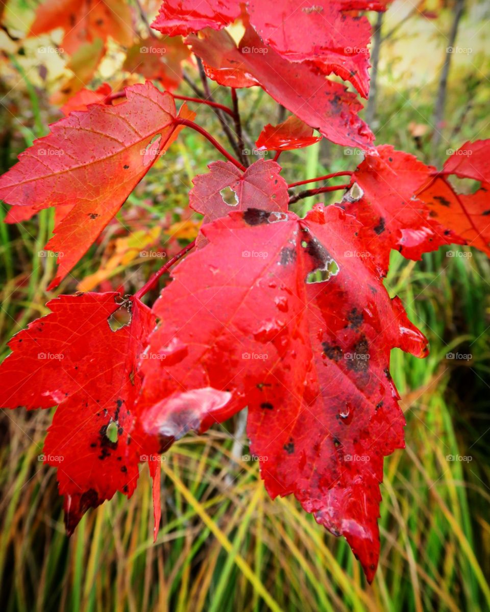 Red  leaves  foliage 