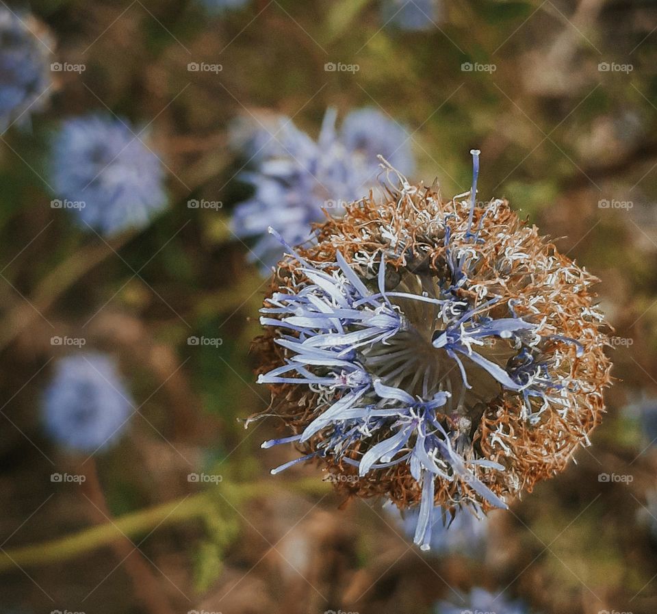 Macro photo of a field flower