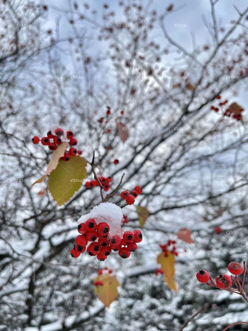 Reddish seeds wear with snowy hat