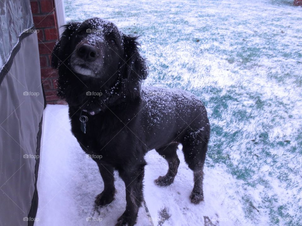 Black dog in snow 