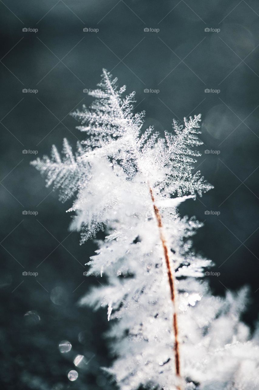 nature , tree, forest , leaves , sun , sunset , fir , fields