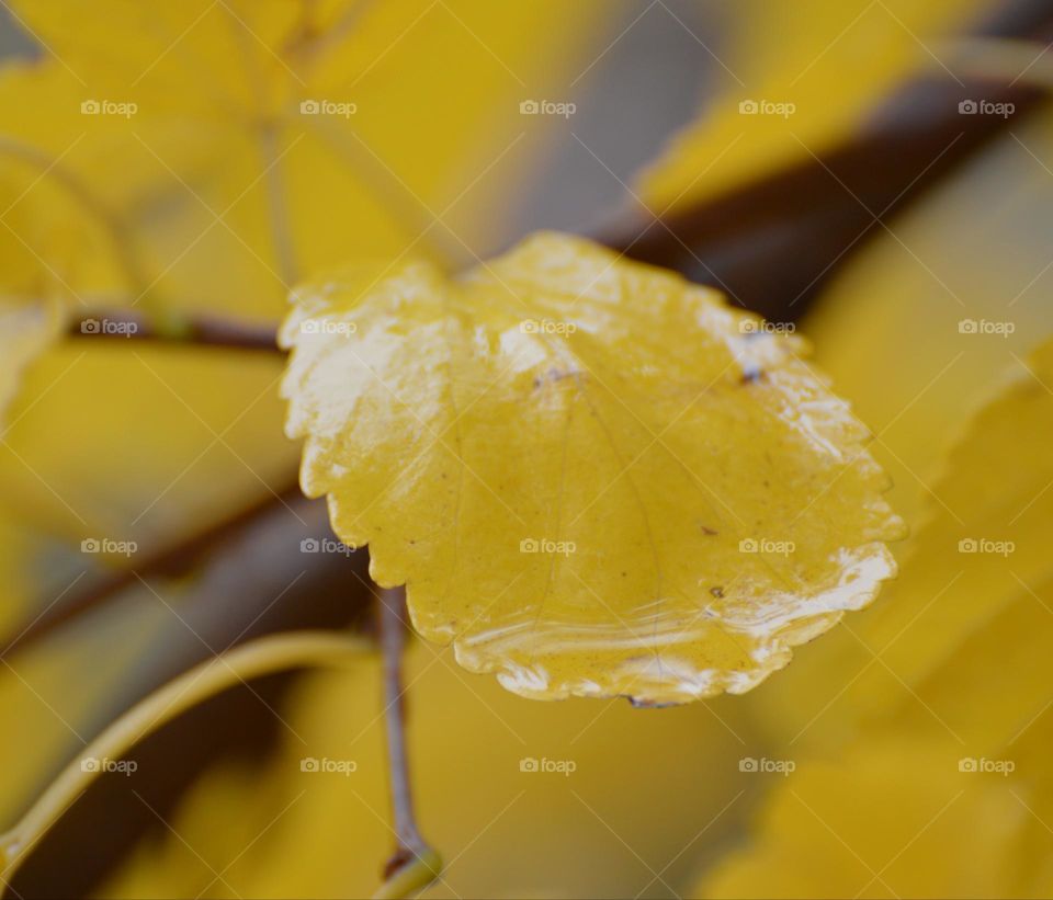yellow fall leaves on a rainy day in the city of Citrus Heights California