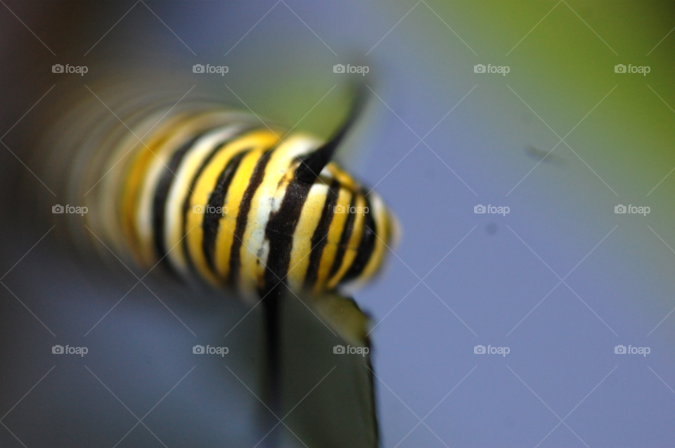 yellow black animal bug by lightanddrawing