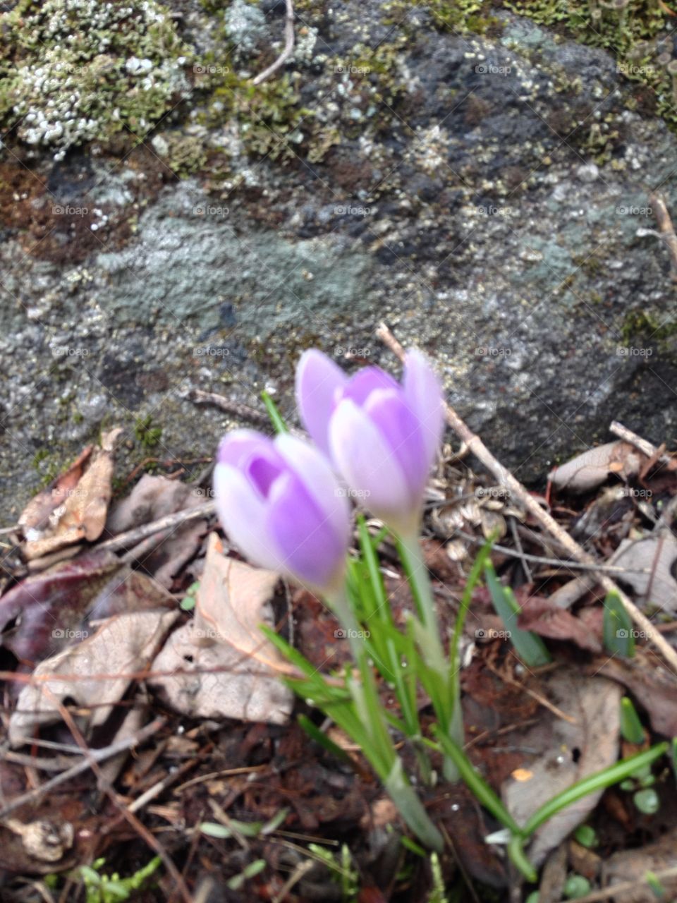 Crocus