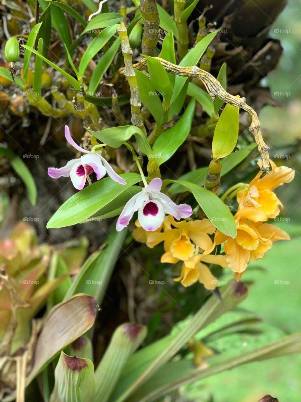 ORQUÍDEAS