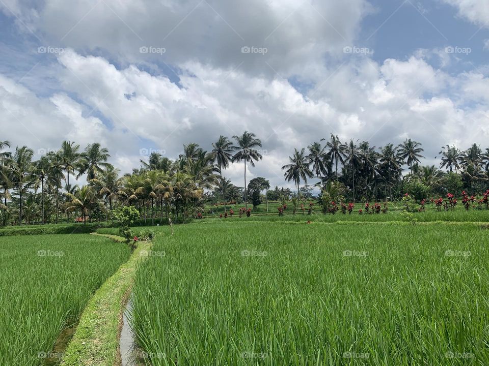 Clear sky and dew on a rice field in Bali
