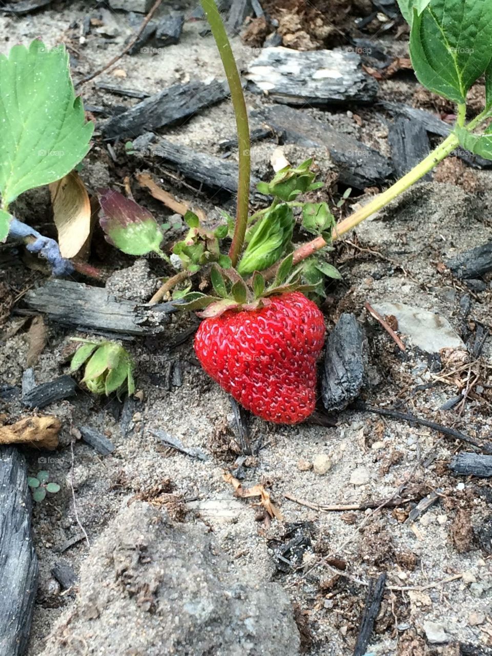 Colorful berries