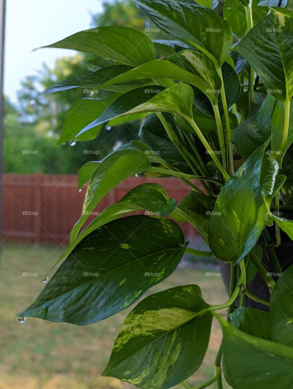 morning dew on the leaves