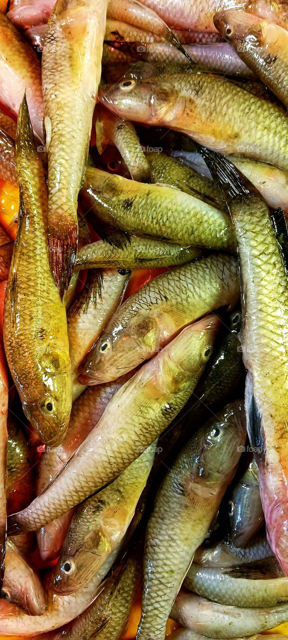 Tank Goby Fish (Bele Fish)