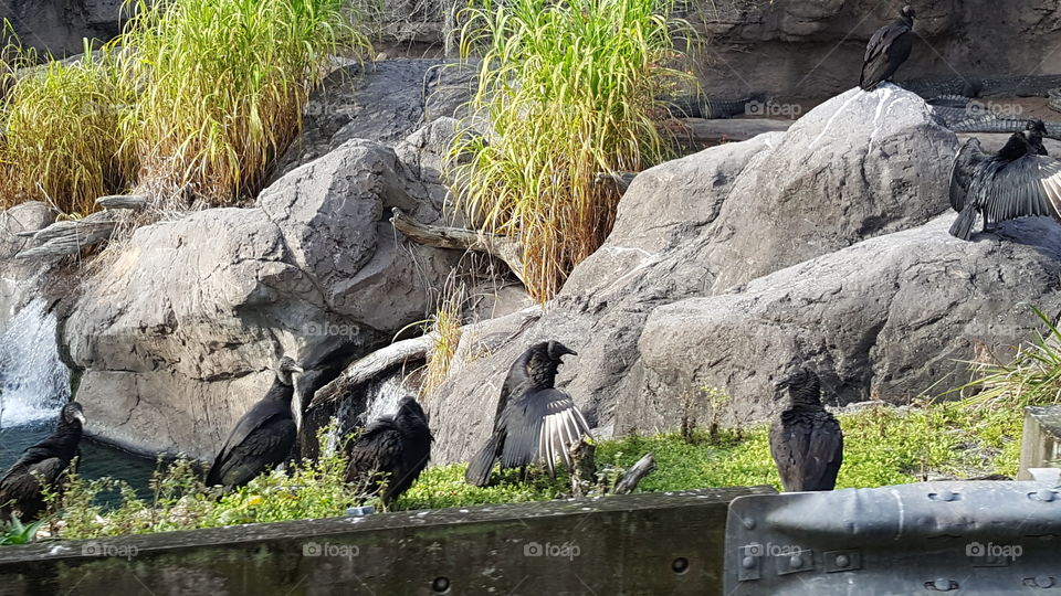 The birds have found their relaxing place down by the water at Animal Kingdom at the Walt Disney World Resort in Orlando, Florida.