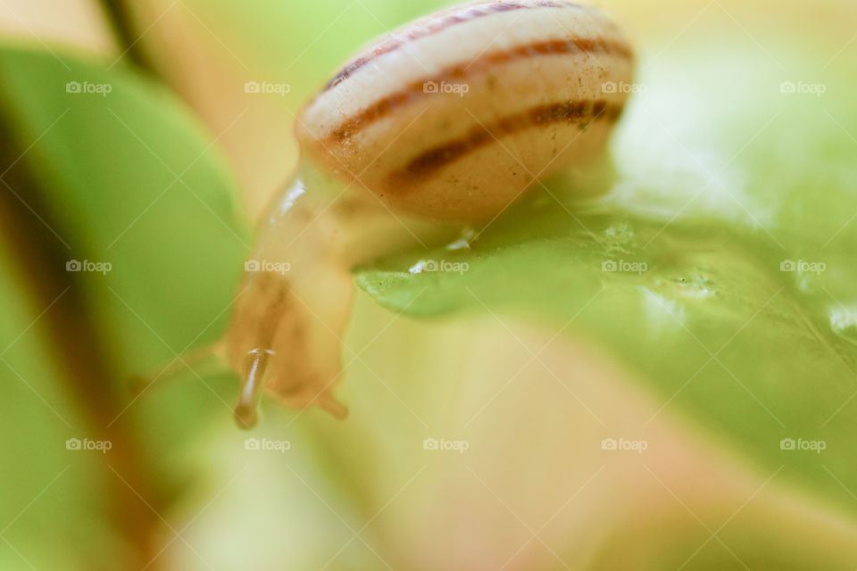 snail looking under the leaf