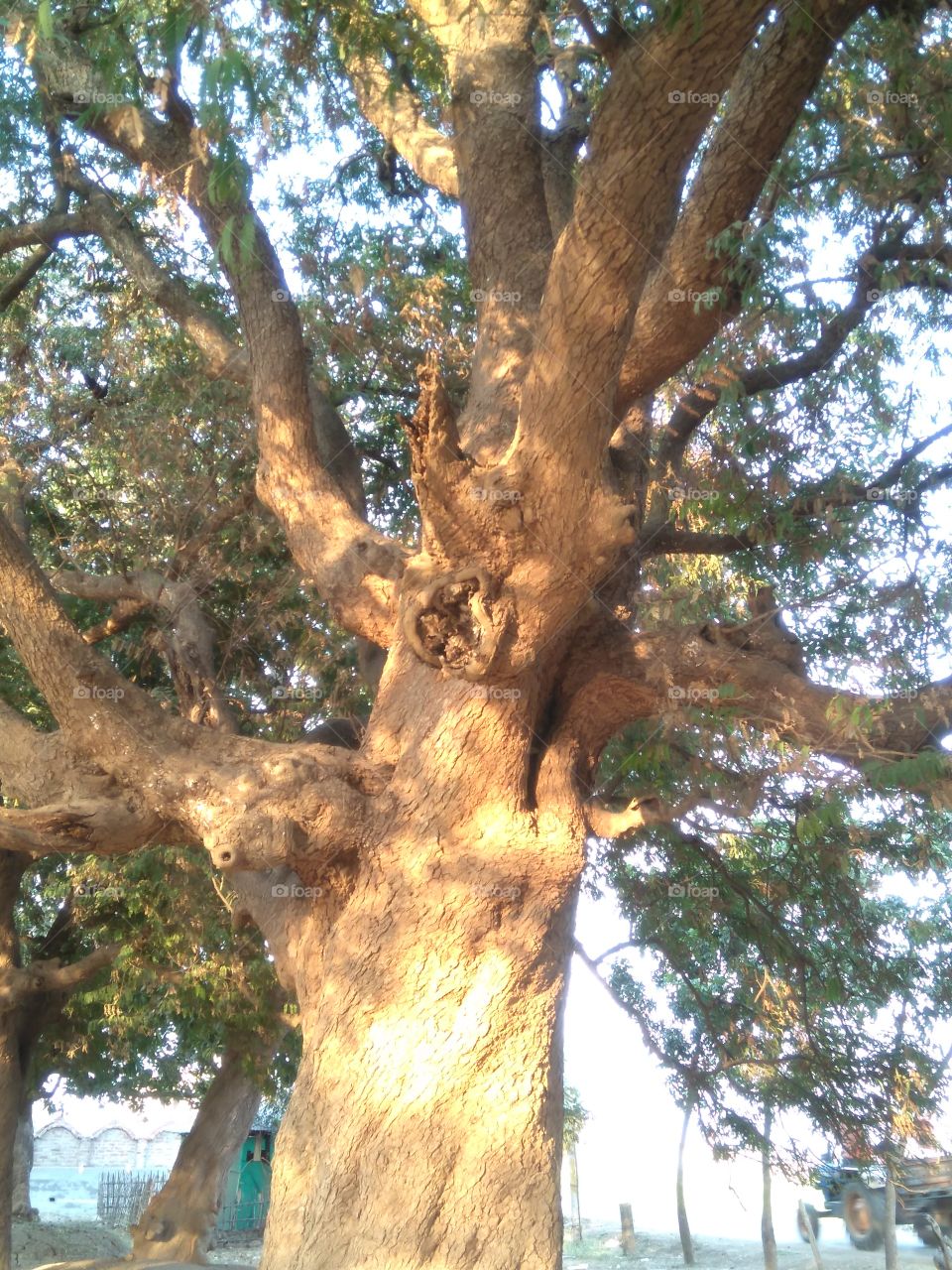 old tree