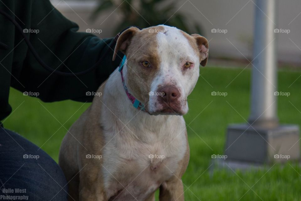 Dog, Grass, Mammal, Portrait, Pet