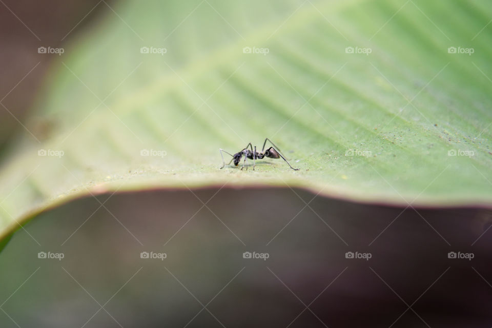 an ant on leaf