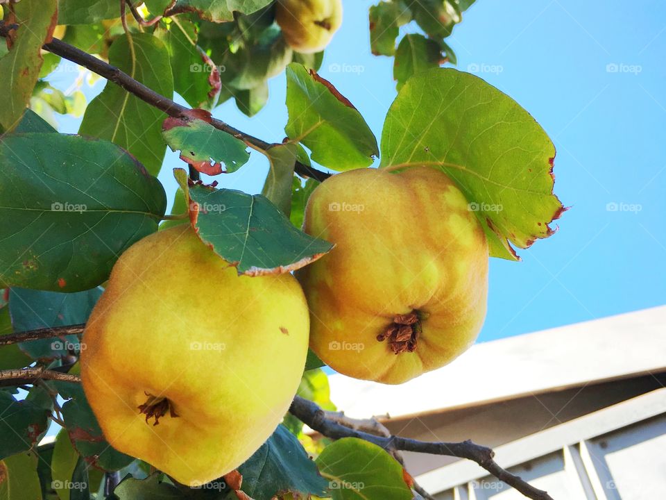 Quince fruit on tree
