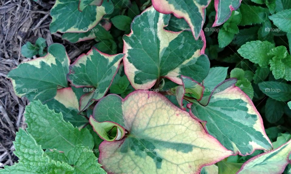 Multi colored foliage. This jem creeps through my flower bed.