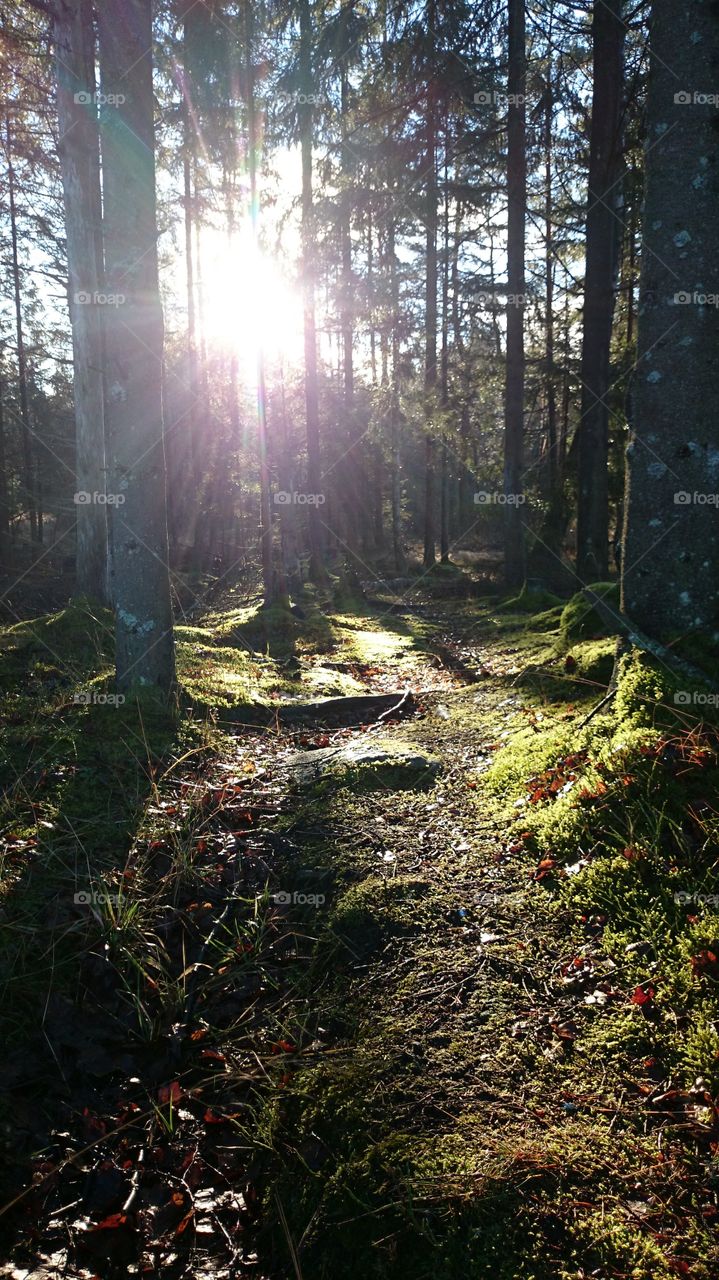 Forest in Sweden 