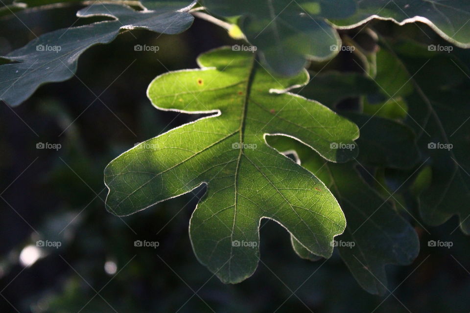 Close up on a leaf. Oak leaf. Green. 